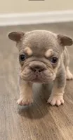 Izzy, a female French Bulldog for sale in Kennesaw, GA – 2 of 2