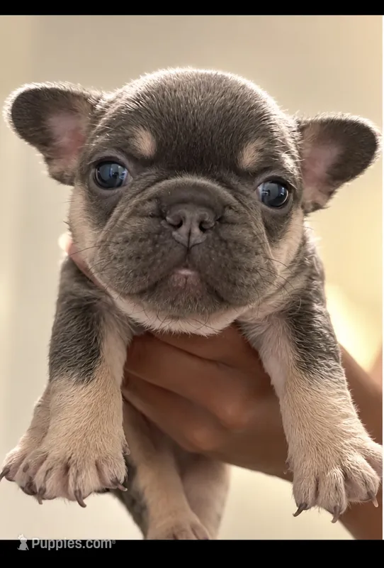 Oura  – French Bulldog puppy for sale in Kennesaw, GA