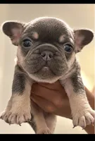 Oura , a female French Bulldog for sale in Kennesaw, GA – 1 of 2