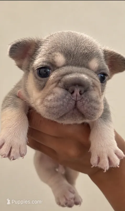 Izzy – French Bulldog puppy for sale in Kennesaw, GA