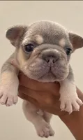 Izzy, a female French Bulldog for sale in Kennesaw, GA – 1 of 2