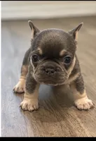 Oura , a female French Bulldog for sale in Kennesaw, GA – 2 of 2