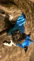 Yoshi, a male Boxer and American Pit Bull Terrier for sale in Erie, PA – 8 of 9