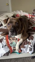 Yoshi, a male Boxer and American Pit Bull Terrier for sale in Erie, PA – 5 of 9