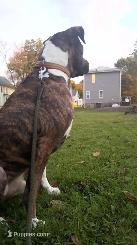 Yoshi – Boxer, American Pit Bull Terrier puppy for sale in Erie, PA