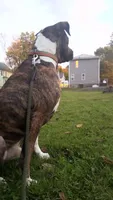 Yoshi, a male Boxer and American Pit Bull Terrier for sale in Erie, PA – 1 of 9