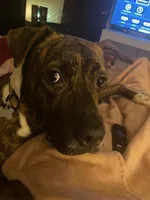 Yoshi, a male Boxer and American Pit Bull Terrier for sale in Erie, PA – 9 of 9