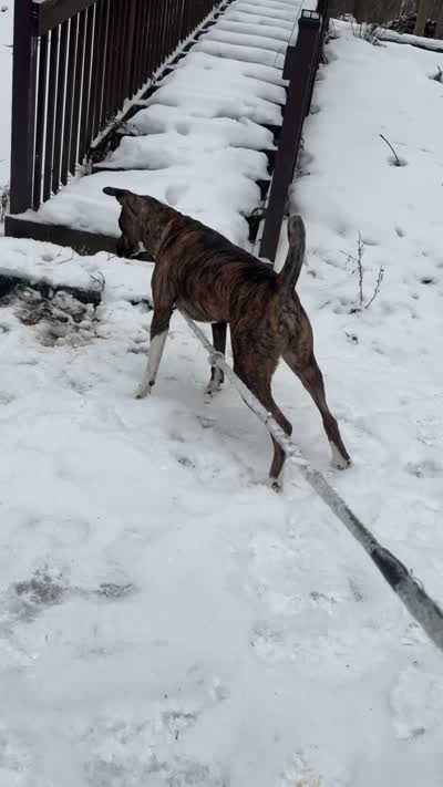 Yoshi, a male Boxer and American Pit Bull Terrier for sale in Erie, PA – 2 of 9