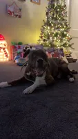 Yoshi, a male Boxer and American Pit Bull Terrier for sale in Erie, PA – 7 of 9