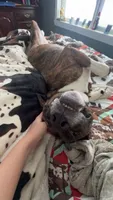 Yoshi, a male Boxer and American Pit Bull Terrier for sale in Erie, PA – 4 of 9