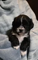 Shichon Teddy Bear- Boy, a male Shichon for sale in Chesapeake, VA – Photo 6 of 10