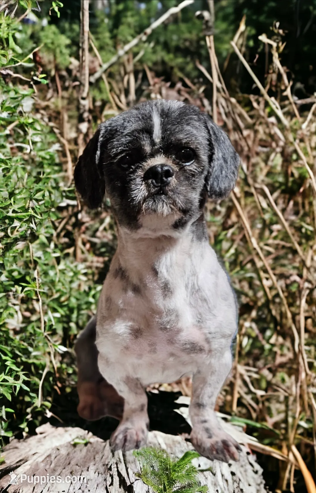 Shichon Teddy Bear- Boy, a male Shichon for sale in Chesapeake, VA – Photo 9 of 10