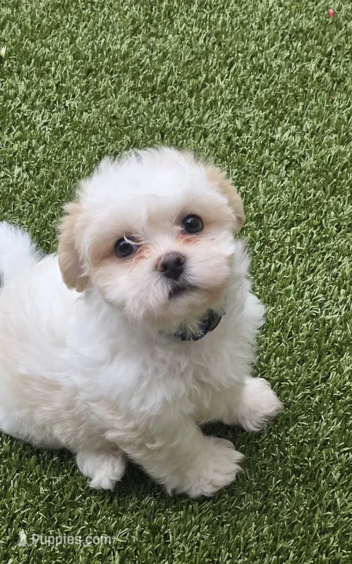 Shichon blue boy – Shichon puppy for sale in Chesapeake, VA