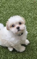 Blue Ben, a male Shichon for sale in Chesapeake, VA – 1 of 8