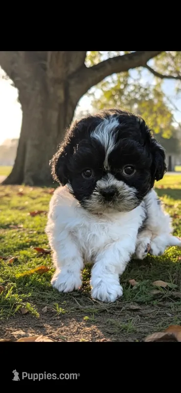 Red  Girl – Shichon puppy for sale in Chesapeake, VA
