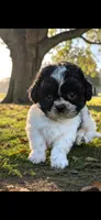 Ruby Red, a female Shichon for sale in Chesapeake, VA – 2 of 9