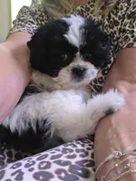 Tabby- Teddy Bear , a female Shichon for sale in Chesapeake, VA – 3 of 9