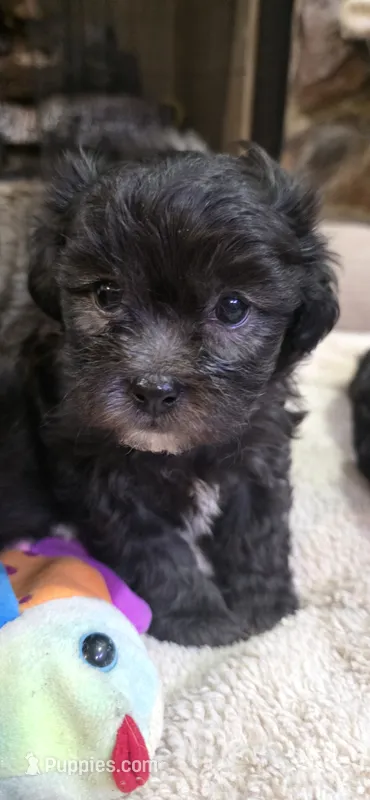 Teddy Bear- Boy – Shichon puppy for sale in Chesapeake, VA