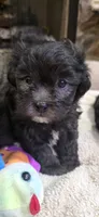 Teddy Bear- Boy, a male Shichon for sale in Chesapeake, VA – 1 of 7