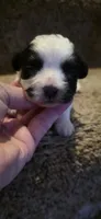 Joey- Teddy Bear, a male Shichon for sale in Chesapeake, VA – 6 of 10
