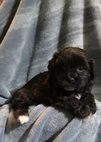 Shichon Teddy Bear- boy, a male Shichon for sale in Chesapeake, VA – Photo 7 of 10