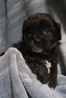 Shichon Teddy Bear- boy, a male Shichon for sale in Chesapeake, VA – Photo 3 of 10