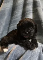 Shichon Teddy Bear- boy, a male Shichon for sale in Chesapeake, VA – Photo 2 of 10