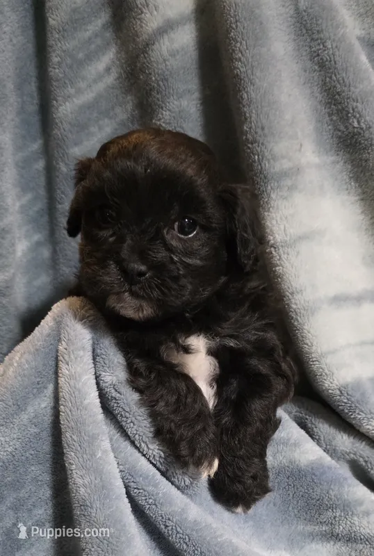 Shichon Teddy Bear- boy