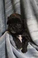 Shichon Teddy Bear- boy, a male Shichon for sale in Chesapeake, VA – Photo 1 of 10