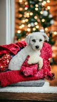 Shichon Teddy Bear- boy, a male Shichon for sale in Chesapeake, VA – Photo 9 of 10