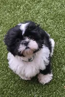 Opal Teal, a female Shichon for sale in Chesapeake, VA – 2 of 9