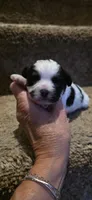 Joey- Teddy Bear, a male Shichon for sale in Chesapeake, VA – 5 of 10