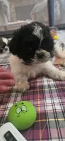 Red  Girl, a male Shichon for sale in Chesapeake, VA – 5 of 10
