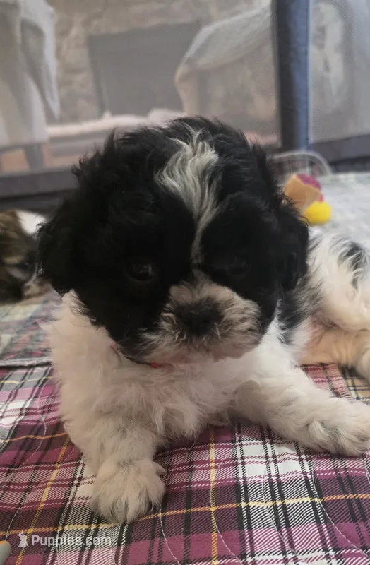 Red  Girl – Shichon puppy for sale in Chesapeake, VA