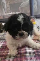 Red  Girl, a male Shichon for sale in Chesapeake, VA – 4 of 10