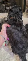 Teddy Bear- Boy, a male Shichon for sale in Chesapeake, VA – 5 of 7