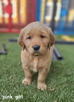 AKC Golden PEBBLES, a female Golden Retriever for sale in Chesapeake, VA – Photo 2 of 10