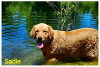 AKC Golden PEBBLES, a female Golden Retriever for sale in Chesapeake, VA – Photo 6 of 10