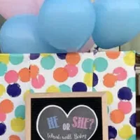 Shichon Teddy Bear DUE, a  Shichon for sale in Chesapeake, VA – Photo 3 of 8