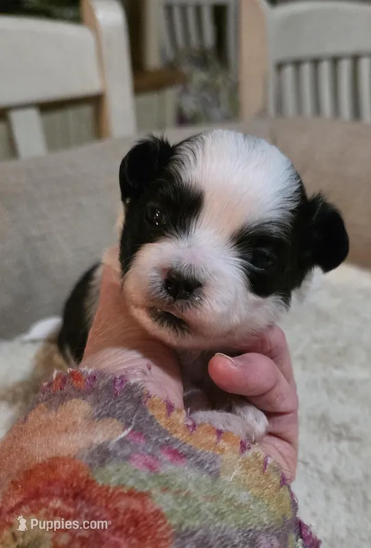 PEPPER- Teddy Bear – Shichon puppy for sale in Chesapeake, VA