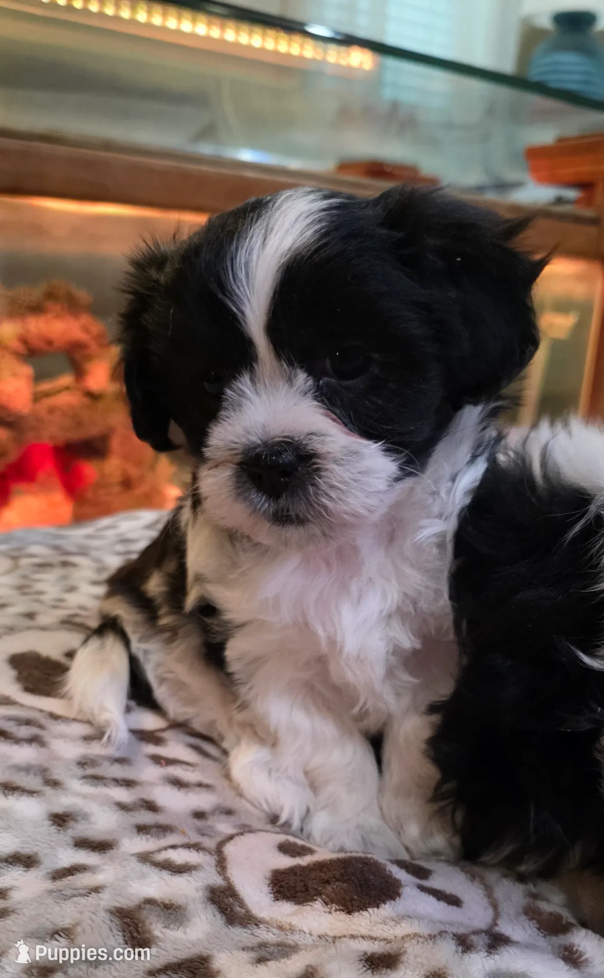 Shichon Teddy Bear- girl