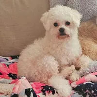 Shichon Teddy Bear DUE, a  Shichon for sale in Chesapeake, VA – Photo 4 of 8