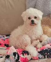 Shichon Teddy Bear DUE, a  Shichon for sale in Chesapeake, VA – Photo 4 of 8