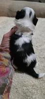 PEPPER- Teddy Bear, a male Shichon for sale in Chesapeake, VA – Photo 4 of 9