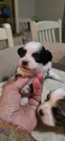 PEPPER- Teddy Bear, a male Shichon for sale in Chesapeake, VA – Photo 2 of 9