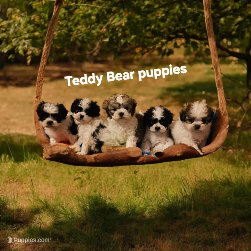 Shichon Teddy Bear DUE