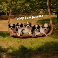 Shichon Teddy Bear DUE, a  Shichon for sale in Chesapeake, VA – Photo 1 of 8
