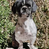 Shichon Teddy Bear DUE, a  Shichon for sale in Chesapeake, VA – Photo 5 of 8