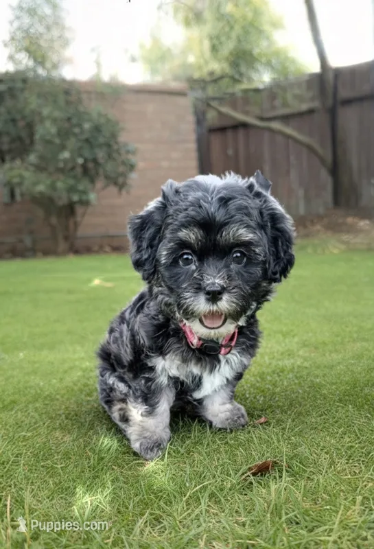 Shichon  TEDDY Bear-Girl – Shichon puppy for sale in Chesapeake, VA