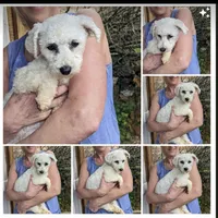 Shichon  TEDDY Bears due, a  Shichon for sale in Chesapeake, VA – 4 of 7
